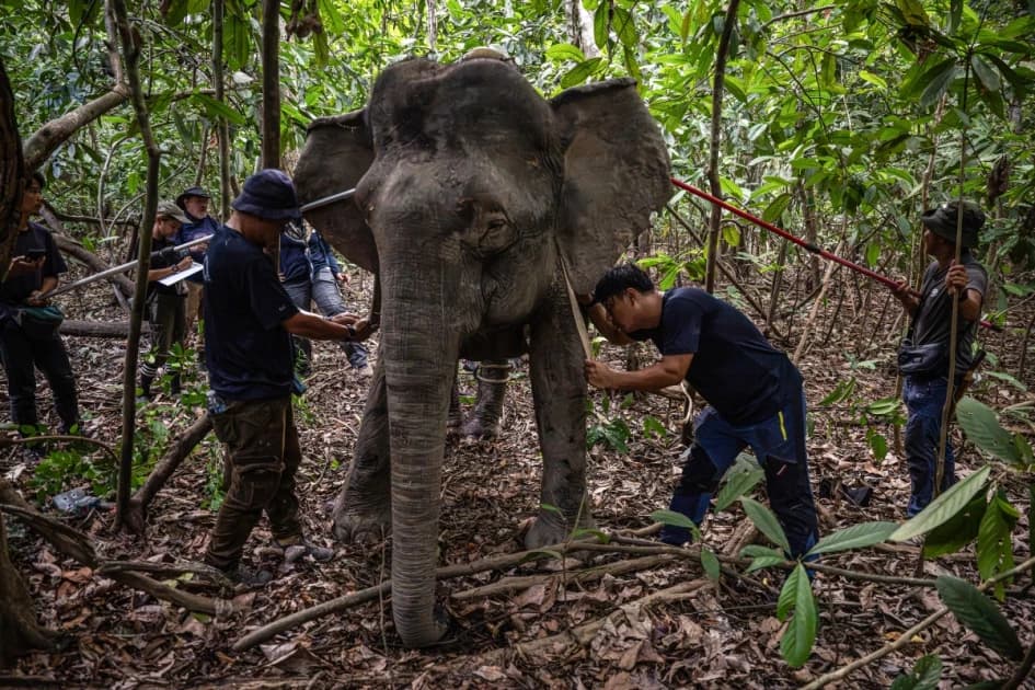 Malaysia's 'elephant whisperer' fights to save Borneo's endangered giants