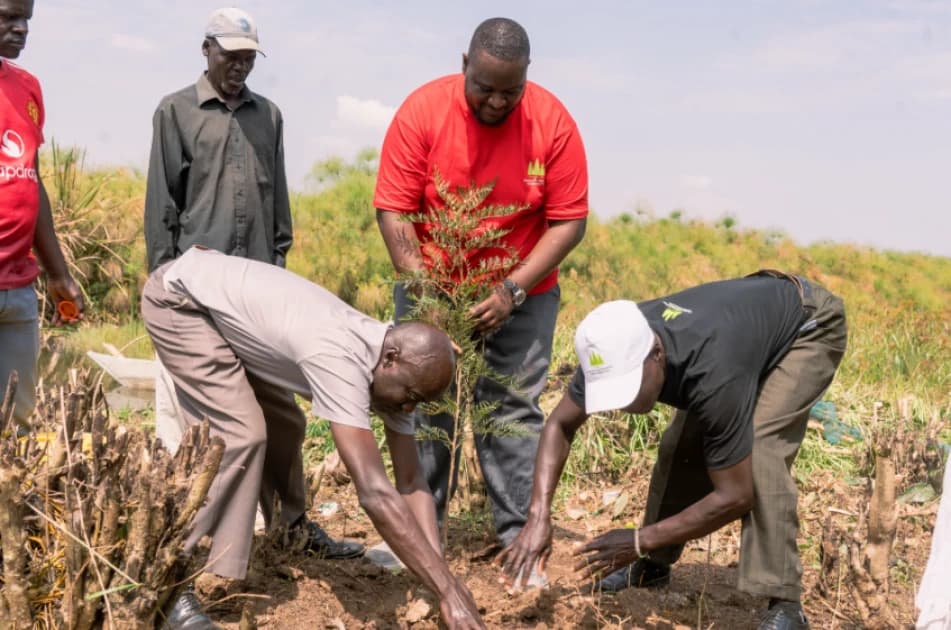 Financing threatens survival of millions of newly planted trees
