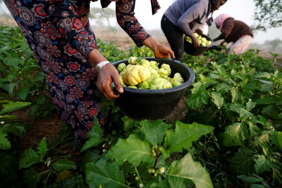 OPINION: Chris Diaz - From fields to fortune, Africa's agribusiness leap