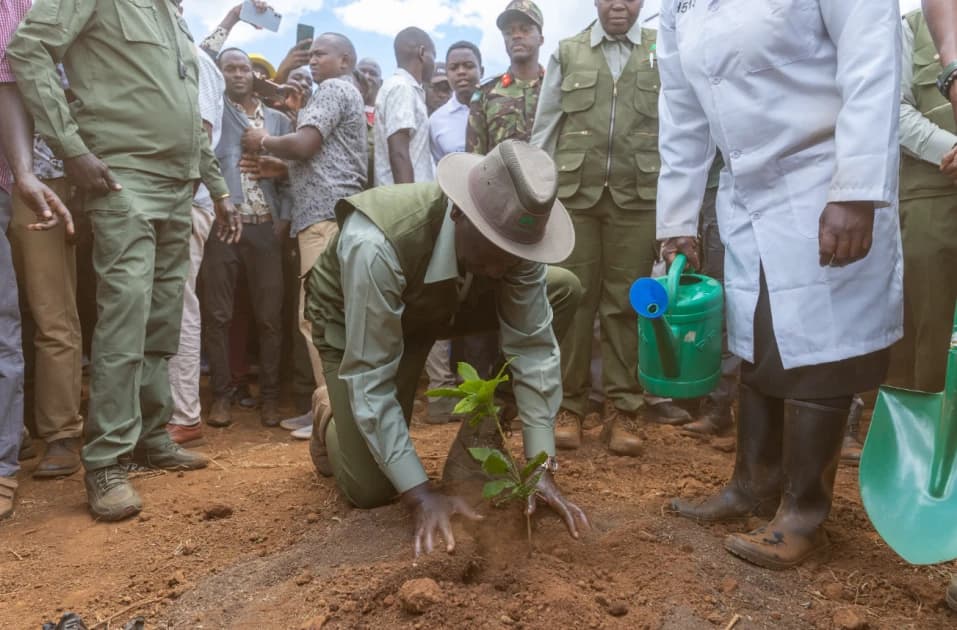 Gov’t says Kenya has planted 2 billion trees towards 15 billion target