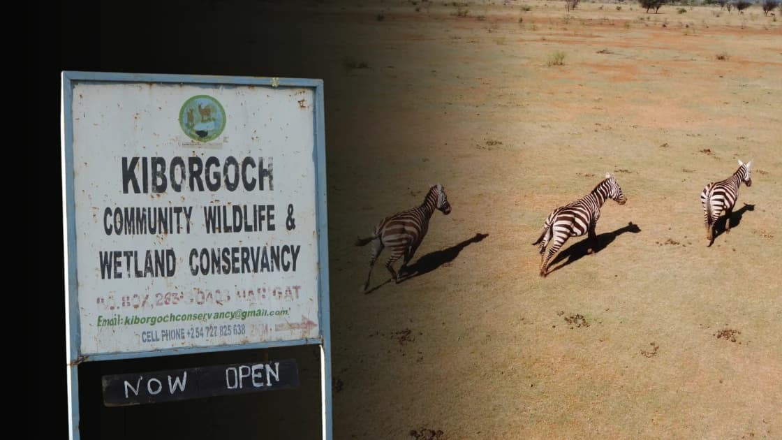 Baringo community turns 2,000 acres into a shared haven for wildlife and livestock