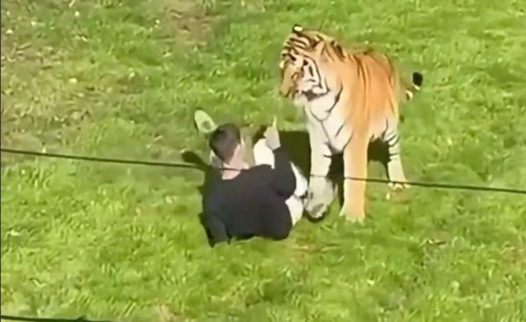 Man dies after tiger attack at UK zoo: police