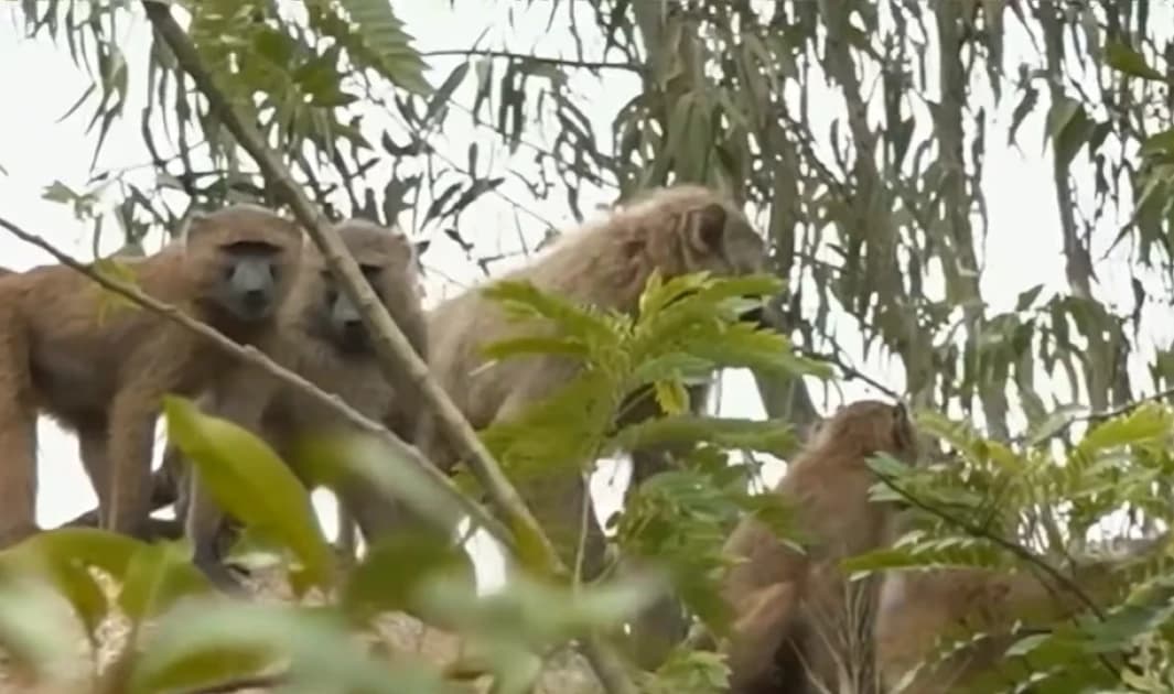 Baboon invasion disrupts farming, threatens safety in Kisumu village