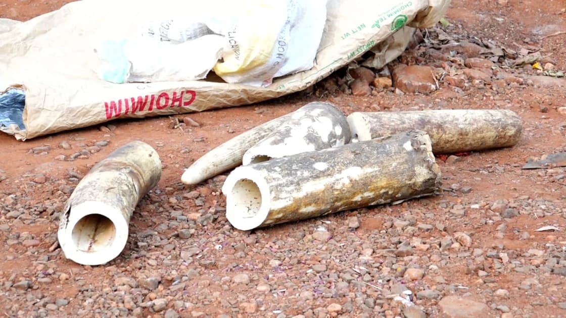 Two arrested with Elephant tusks worth Ksh.1.2M in Machakos
