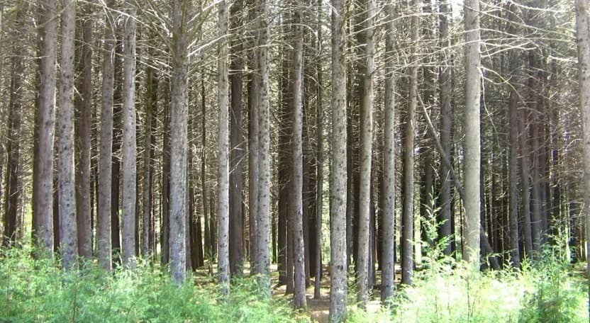 Kenya Forest Service scraps manual processing of forest product permits