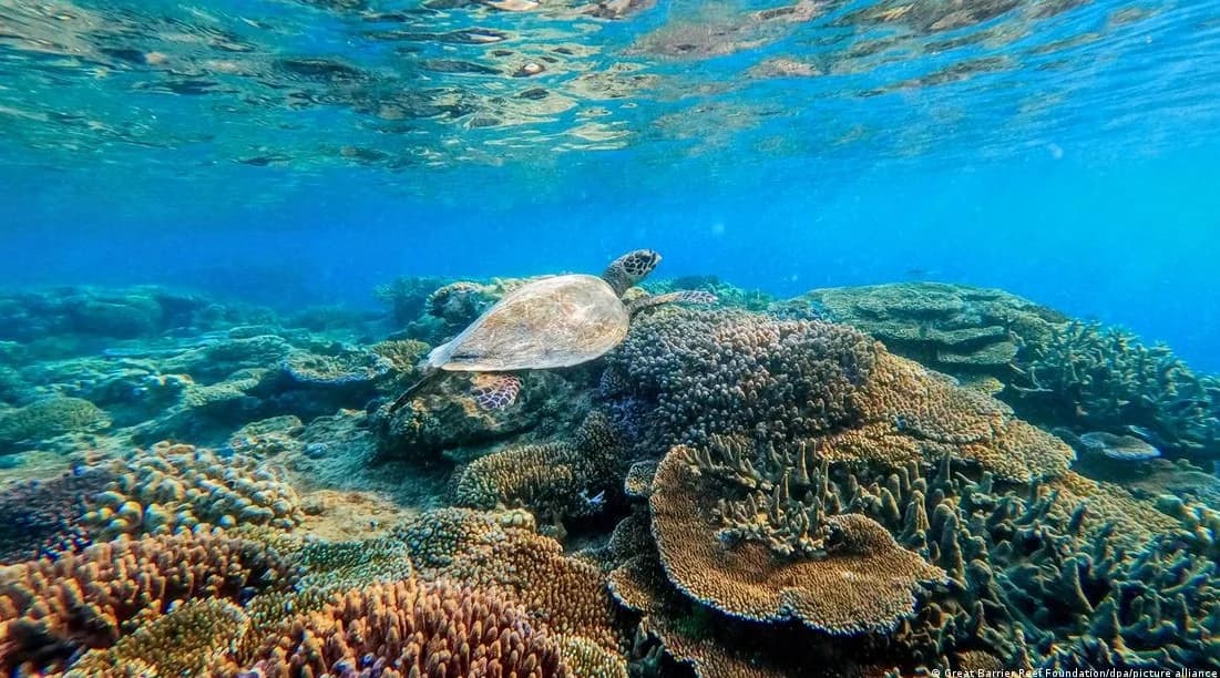 96 per cent of world's coral reefs face critical risk of collapse
