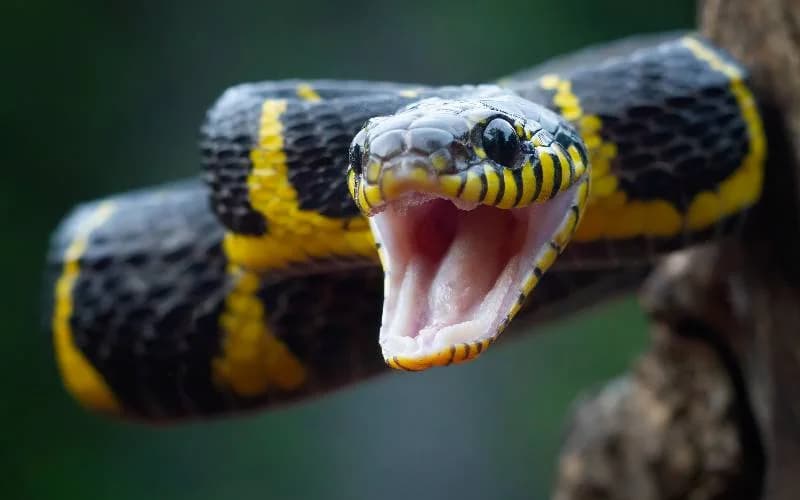 Why Kenya wants its own snake antivenom