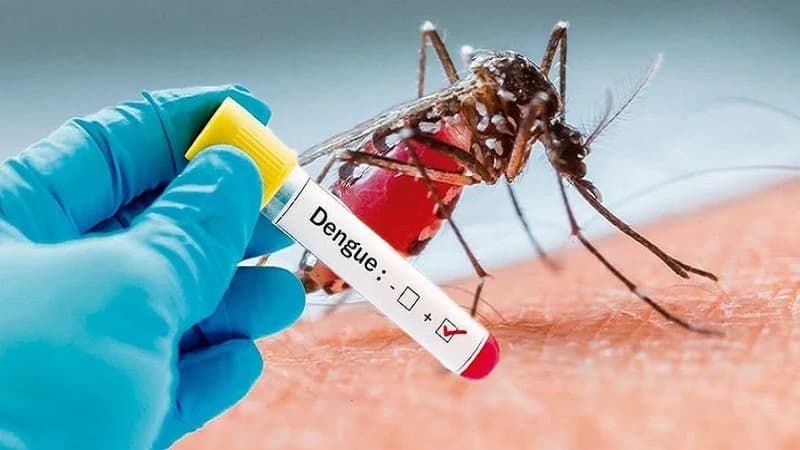 Explainer: Why a second dengue infection can be more dangerous than the first