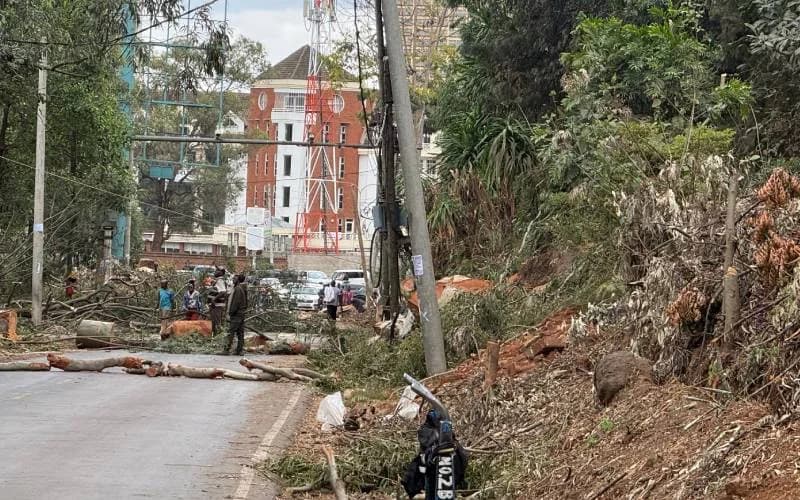 Architectural Association calls for immediate halt to tree felling across Kenya
