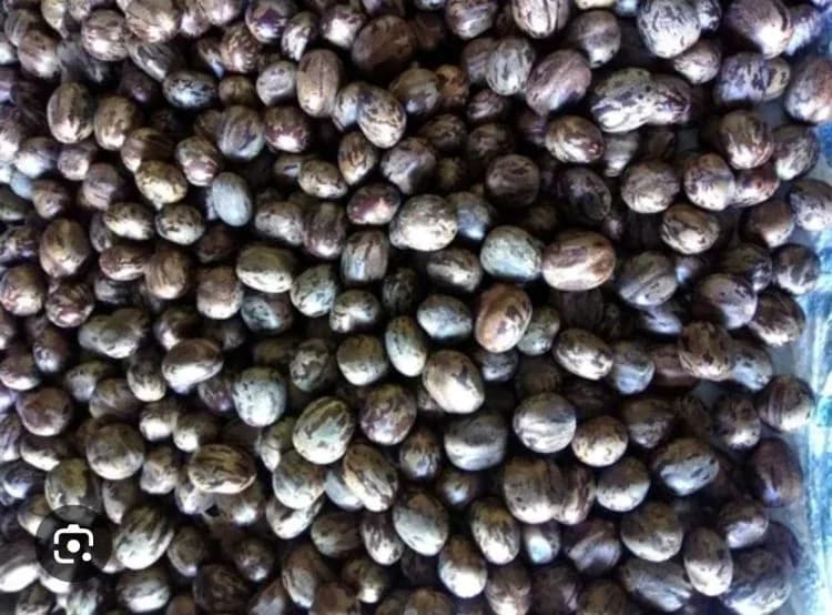Uganda issues food safety alert after poisonous seeds found mixed with beans