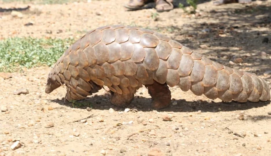 Taveta man handed seven-year jail term for trying to sell endangered pangolin scales for Sh300,000