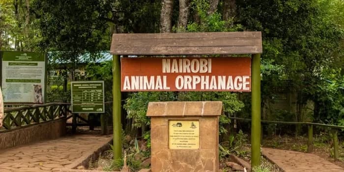 Court stops government from building car park inside Nairobi Animal Orphanage
