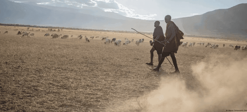 Drought forces livestock farmers to make tough decisions: Our model shows the impact on inequality