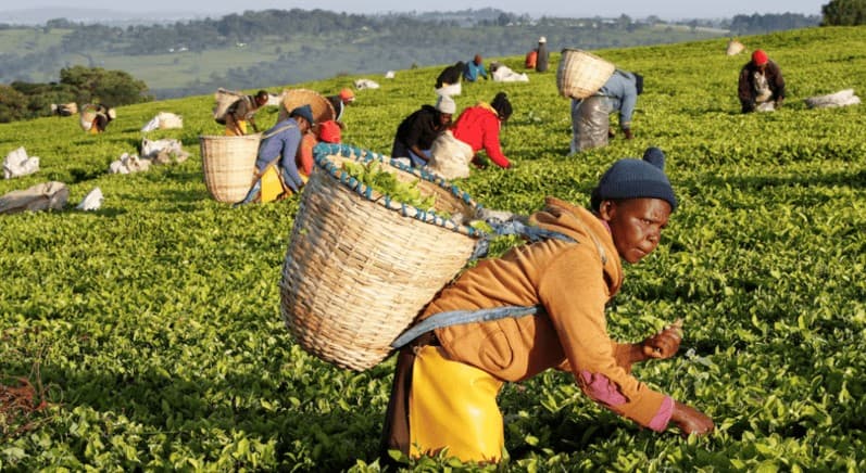 High Court suspends 0.8 per cent tea export levy pending legal challenge