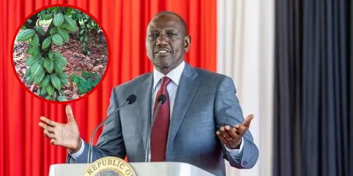 Kenya Classifies Cocoa as a Cash Crop, Ruto Launches Seedling Distribution