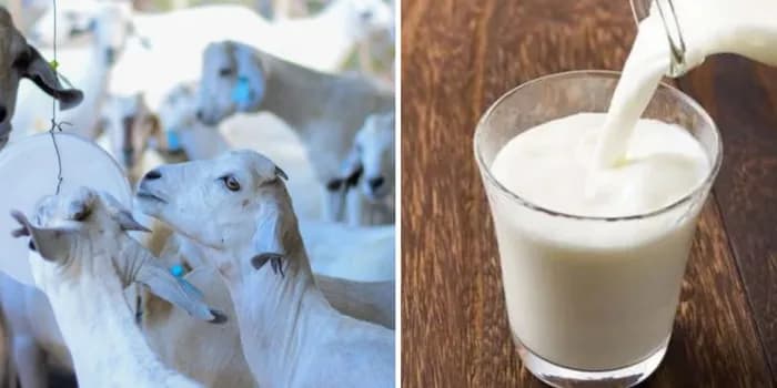 Kajiado Farmers Turn to Goat Milk Amid Shortages