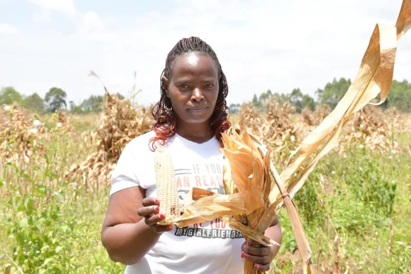 Trans Nzoia maize farmers count losses after massive crop failure