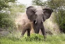 Two people killed in elephant attacks in Kilifi and Taita Taveta Counties