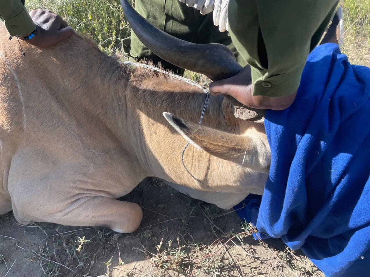 Eland rescued after wire snare traps its neck