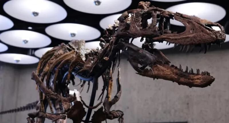 Nanotyrannus skeleton goes to auction in New York with £4.5m price tag