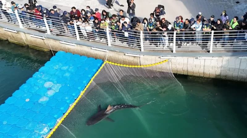 Celebrity shark returns to South Korean canal despite efforts to guide it to sea