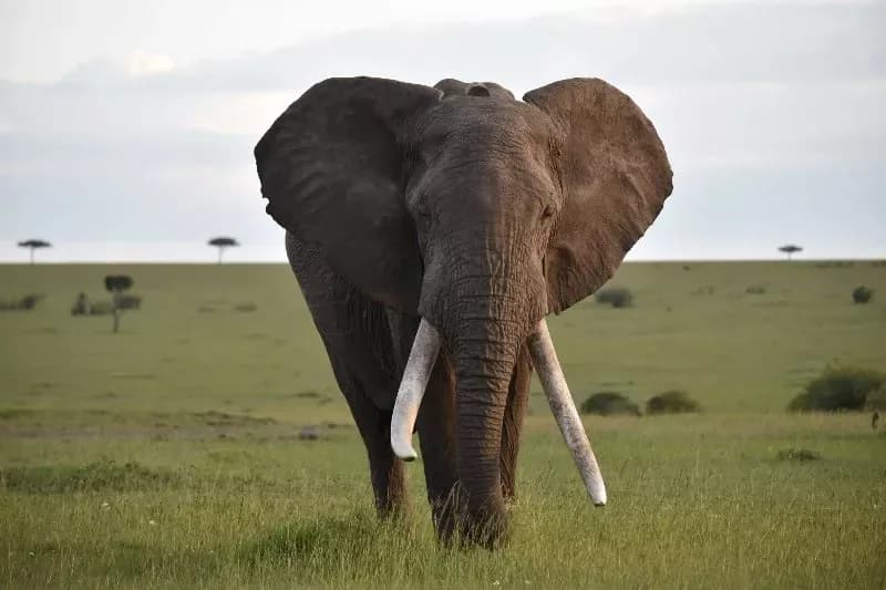 Mara loses giant tusker Fred, a symbol of conservation success