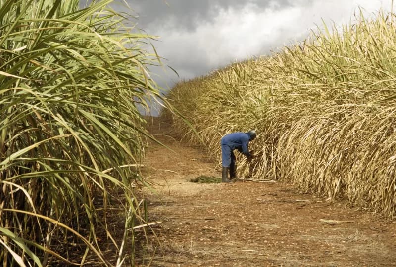 Sugarcane farmers to elect Kenya Sugar Board representatives on November 24