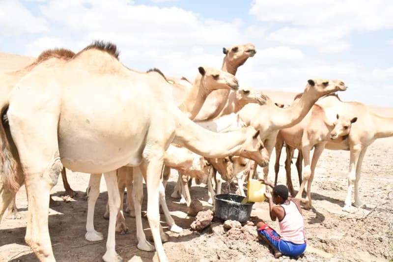 Garissa pastoralists face mounting losses as El Nino rains fail
