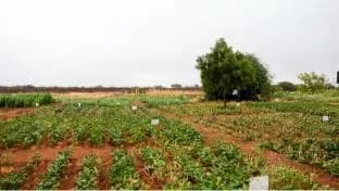 From pasture to pods: Resilient legumes offer new lifeline for arid Wajir