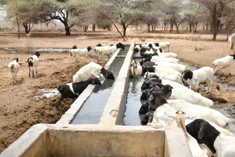 New report raises alarm over heat-related deaths, losses in Kenya