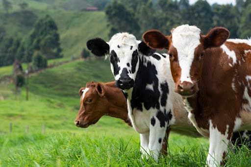Help farmers produce more milk