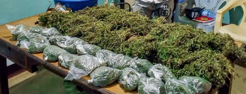 Police seize over 25kg of Bhang in Kiambu, Bungoma