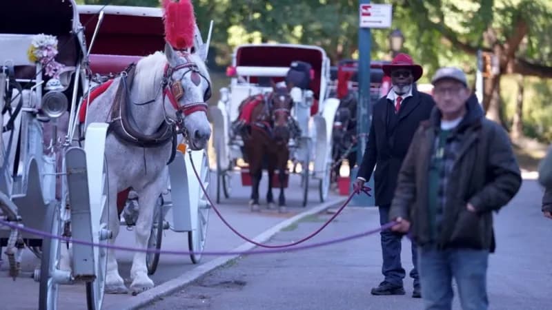 New York bans horse-drawn carriages after 160 years over safety and abuse concerns