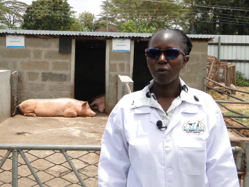 The science behind the rearing of pigs