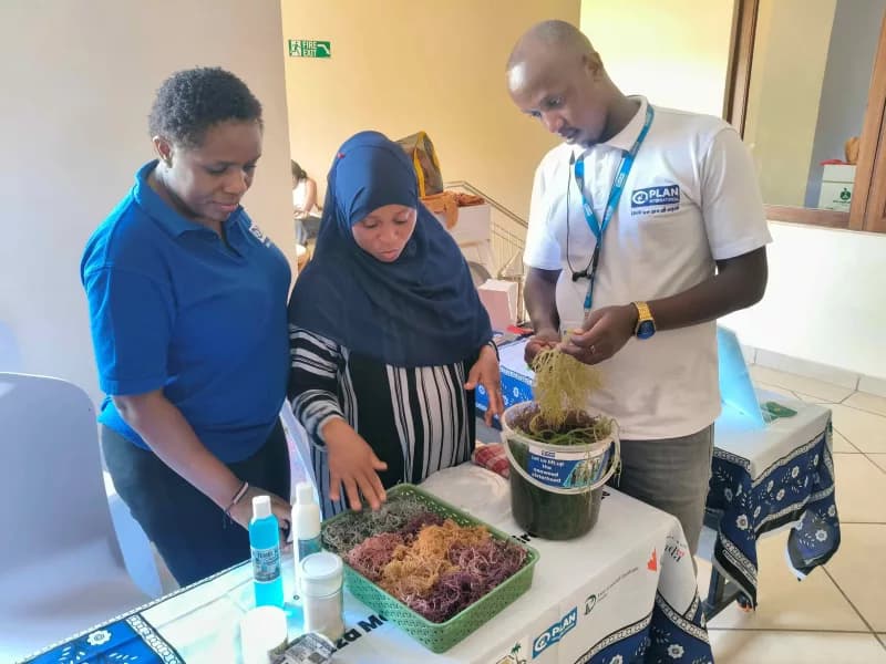 Kwale, Kilifi women reap rewards from seaweed and honey ventures
