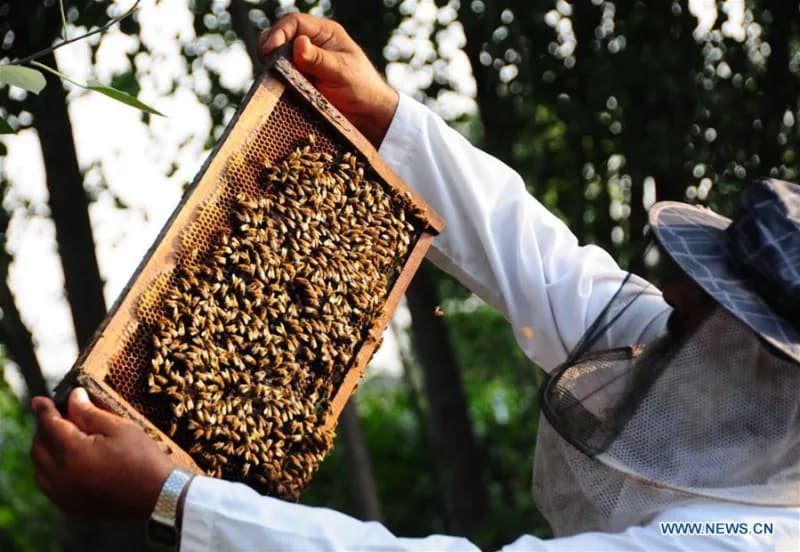 Woman dies, 10 injured in deadly bee attack at Trans Nzoia ADC farm