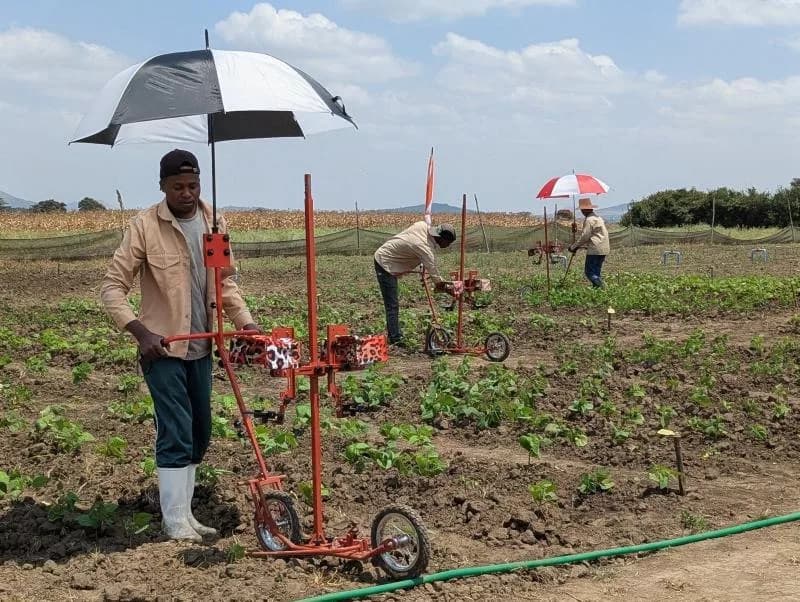 AI tools now offer crop breeders affordable way to assess plants
