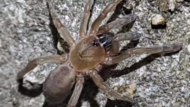 Spider discovery like uncovering 'hidden treasure'