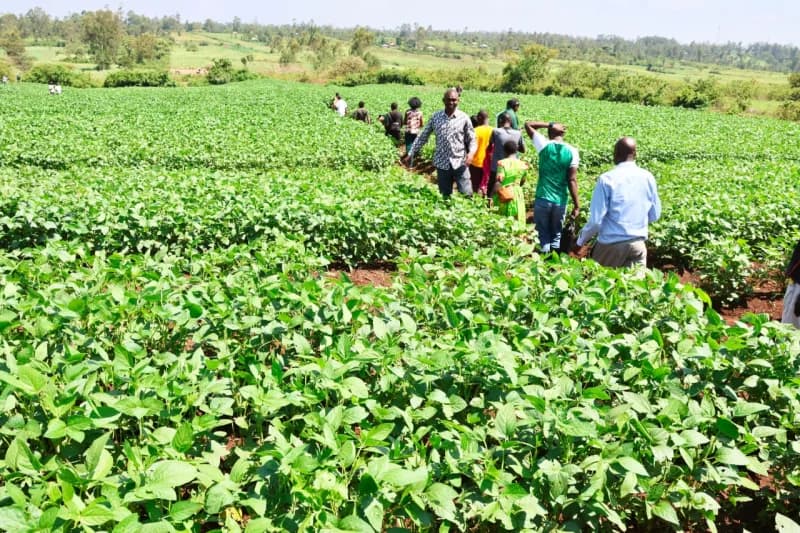 NGO introduces cost-cutting technologies to boost soybean farming in Homa Bay