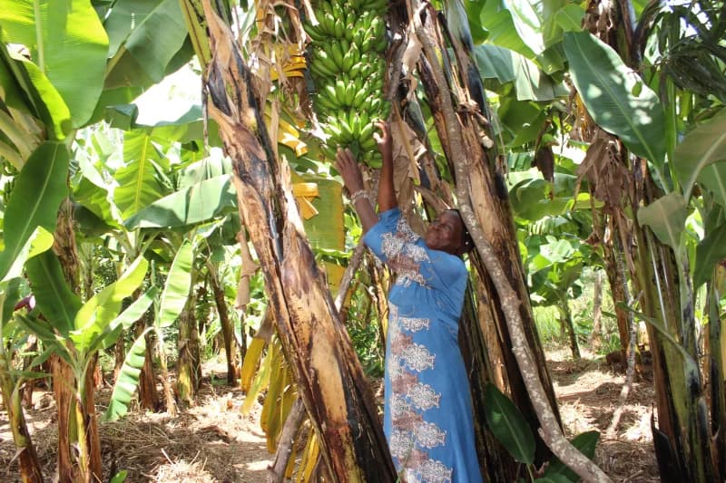 Murang’a county unveils 10-year plan to transform farming, school feeding