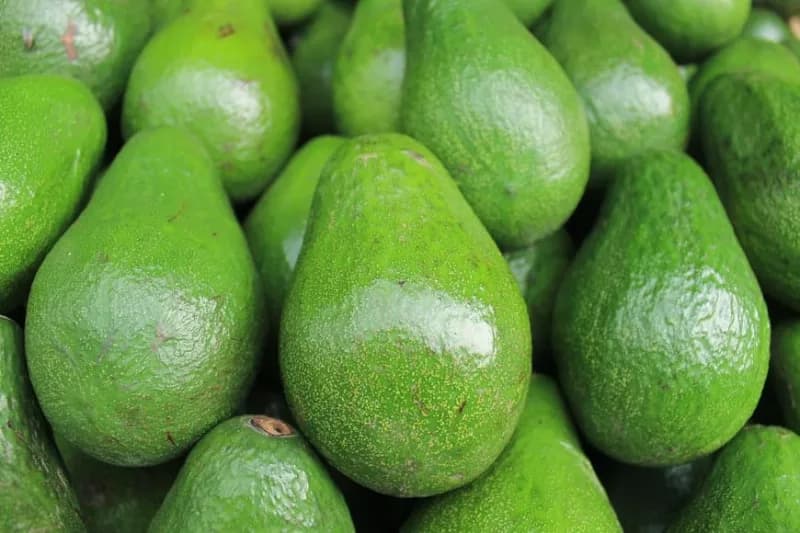 AFA closes avocado sea export season from October 30 over low supply