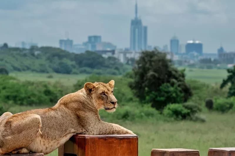Nairobi National Park at risk as court ruling delays anger lobby