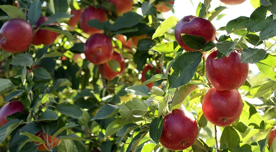 Fact sheet on apple farming
