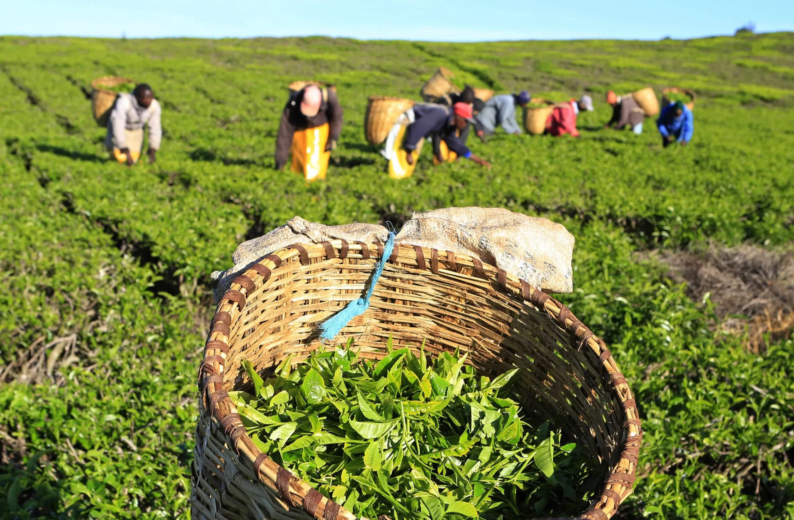 Kenya’s Tea Sector Sees 14% Increase in Export Volumes