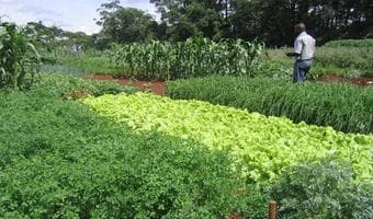 Diabetes diagnosis points Karen resident to soilless agriculture