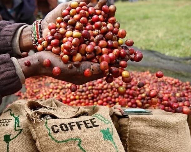 Coffee auction earnings surge to Sh1.02 billion