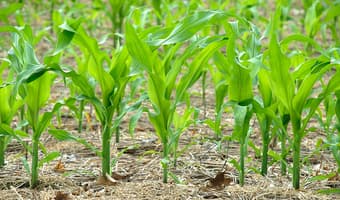 Farmers beat high seed prices with mini packs