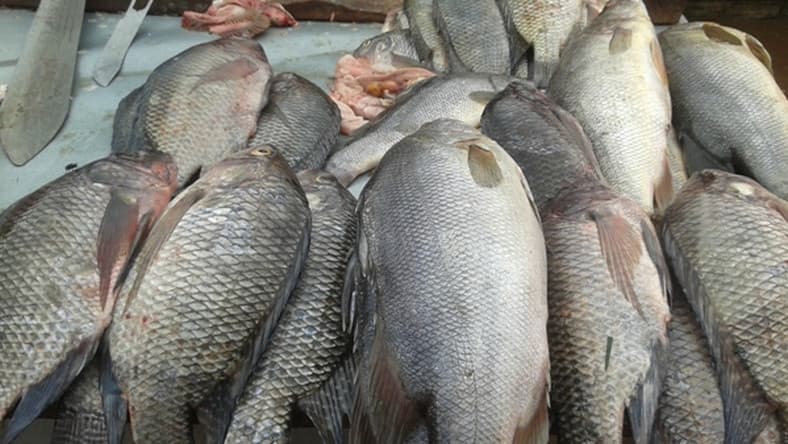 Kenya’s fish production increases by 10 per cent improving farmers’ income