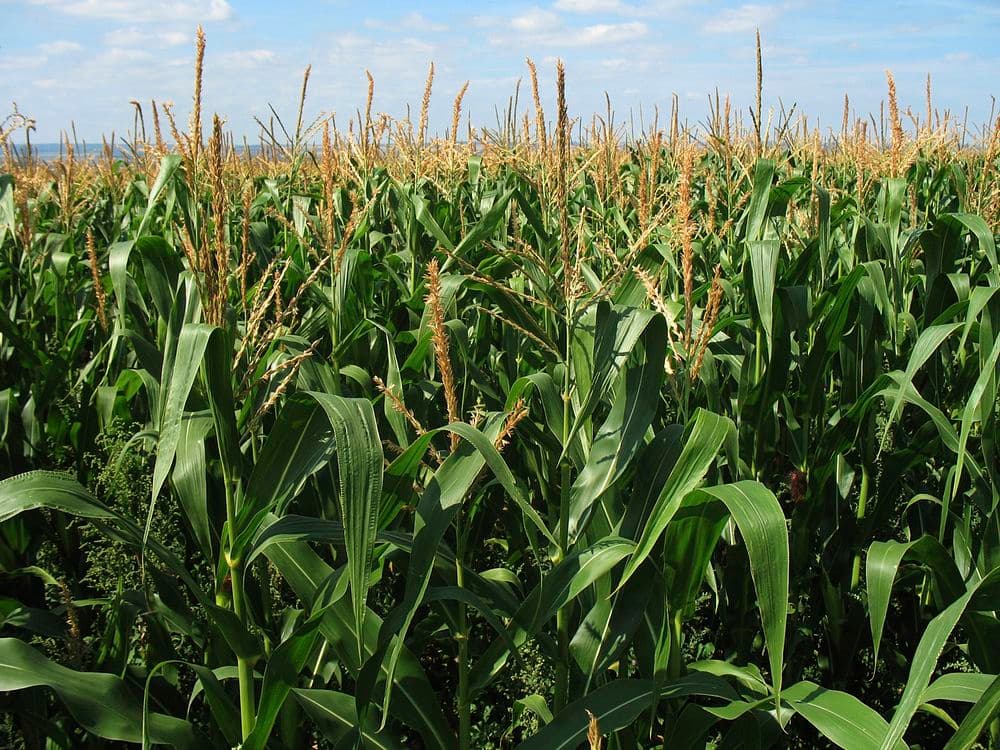 Kenya could achieve maize self-sufficiency in 5yrs from improved farming practices– World Bank