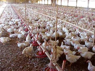 Army general turns 12 acre land into model farm